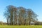 A Copse of mature trees set in rolling English Countryside