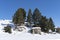 copse of pine trees and a large rock covered in snow