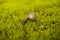 Copse Snail Arianta arbustorum on Moss