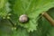 A Copse Snail,  Arianta arbustorum, resting on a stinging nettle leaf in the wild in the UK.