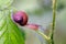 Copse Snail Arianta arbustorum on vegetation in transit looking for better and safer feeding