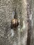 Copse snail on concrete wall