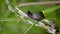 Copse snail on grass in field