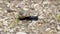 Copse snail on gravel walkpath