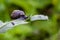 Copse snail on thistle leaf