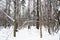 Copse in snow-covered city park in winter