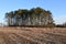 Copse of Tall Trees Behind Open Farm Field