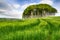 Copse of Trees in Barley Field