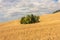 Copse of trees in a grain field