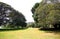 Copse of trees in green field