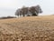 Copse of trees in ploughed field, Latimer