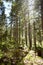 Copse of young pine trees in a plantation