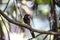 Copsychus malabaricus Bird - Cat Tien National Park Viet Nam