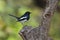 Copsychus saularis, oriental magpie robin on a log at Bardia, Nepal