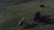 A copter pilot flies scares and drives a drone herd of grazing cows in a meadow of cows with tags in their ears. Pov