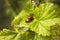 Copulating beetles ladybug on a spring leaf.