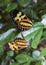 Copulating butterflies extreme close up