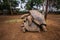 Copulating pair of giant turtles in La Vanille natural park, Mauritius.