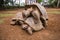 Copulating pair of giant turtles in La Vanille natural park, Mauritius.