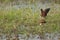 Copulation of African jacanas in a lagoon.