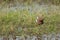 Copulation of African jacanas in a lagoon.