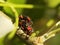 Copulation of beetles of firefighters. Reproduction of insects. Macro with blurry background. Pest control crop. Pollination of