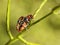 Copulation of beetles of firefighters. Reproduction of insects. Macro with blurry background. Pest control crop. Pollination of