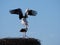 Copulation of a couple of storks, lerida, Spain, Europe