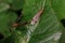 The copulation of craneflys on a green leaf. Pest of agriculture and forests.