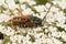 Copulation in one of the round-necked longhorn beetles, Stenopterus rufus