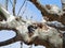 Copulation of a pair of pigeons, borges blanques, lerida, spain