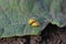Copulation of twenty-two spot yellow and black ladybird Psyllobora vigintiduopunctata on green leaf