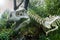 A copy of a real skeleton of a tyrannosaur rex in a wild garden in Furth im Wald, Germany.