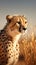 Copy space accentuates a cheetahs presence in the arid desert