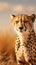 Copy space accentuates a cheetahs presence in the arid desert