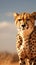 Copy space accentuates a cheetahs presence in the arid desert