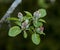 Copy space closeup of paradise apple flowers growing on green tree branch on sustainable orchard countryside farm with