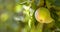 Copy space with green apples growing on a tree in a sunny orchard outside. Closeup of fresh fruit being cultivated and
