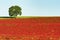 Copy-space Red Clover Field and lone tree