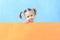 Copy space on a sheet of orange cardboard behind which stands a little girl. A cute child with blond hair. Photo with