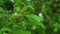 Copy space Slow motion of a branch of blossoming rose hips in spring. Rosehip sprout on a branch