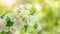 copy space, stockphoto, Beautiful spring bright natural background with soft apple blossoms. Beautiful background