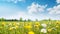 copy space, stockphoto, Beautiful spring meadow field with fresh grass and yellow dandelion flowers in nature