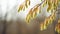 copy space, stockphoto, close up of willow catkins on a blurred forest background. Beautiful background design for spring theme