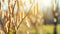 copy space, stockphoto, close up of willow catkins on a blurred forest background. Beautiful background design for spring theme