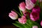 Copyspace with a bunch of colorful tulip flowers against a black background. Closeup of beautiful flowering plant with