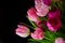 Copyspace with a bunch of tulip flowers against a black background. Closeup of beautiful flowering plants with pink