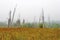 Copyspace of Wetland Meadow near Mt. St. Helens