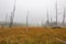 Copyspace of Wetland Meadow near Mt. St. Helens