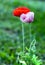 Coquelicot couple in garden flowers